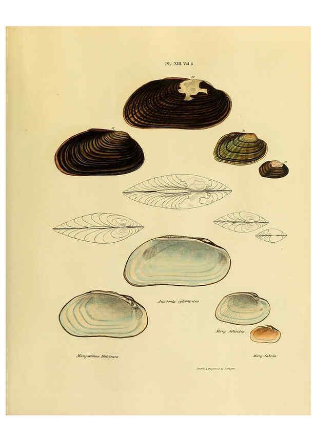 Reproducción/Reproduction 6243450563: Transactions of the American Philosophical Society. v.6. Philadelphia :The Society, 1839