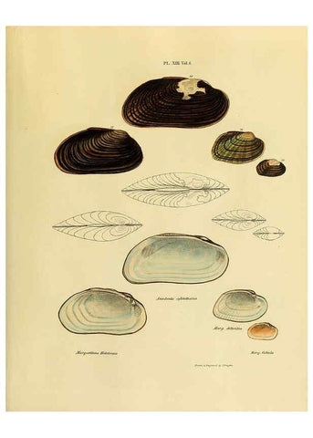 Reproducción/Reproduction 6243450563: Transactions of the American Philosophical Society. v.6. Philadelphia :The Society, 1839
