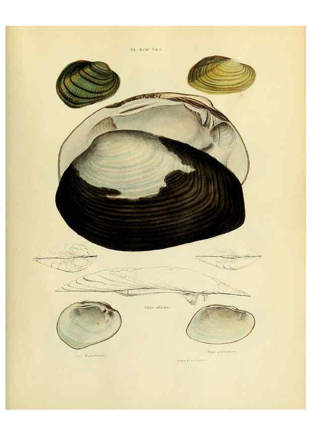 Reproducción/Reproduction 6243969534: Transactions of the American Philosophical Society. v.6. Philadelphia :The Society, 1839