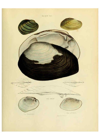 Reproducción/Reproduction 6243969534: Transactions of the American Philosophical Society. v.6. Philadelphia :The Society, 1839