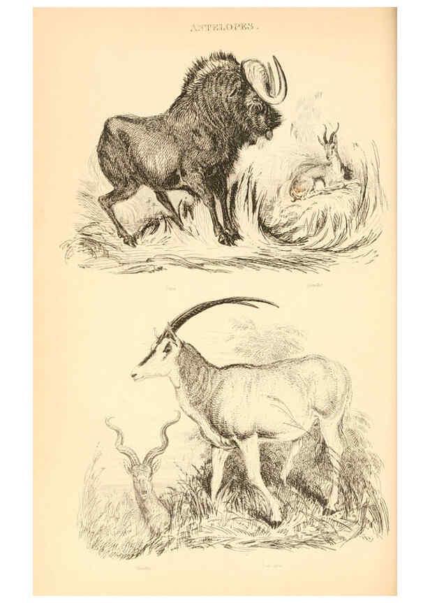 Reproducción/Reproduction 6244017880: The animal kingdom, arranged after its organization London,W. S. Orr and co.,1854