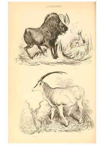 Reproducción/Reproduction 6244017880: The animal kingdom, arranged after its organization London,W. S. Orr and co.,1854