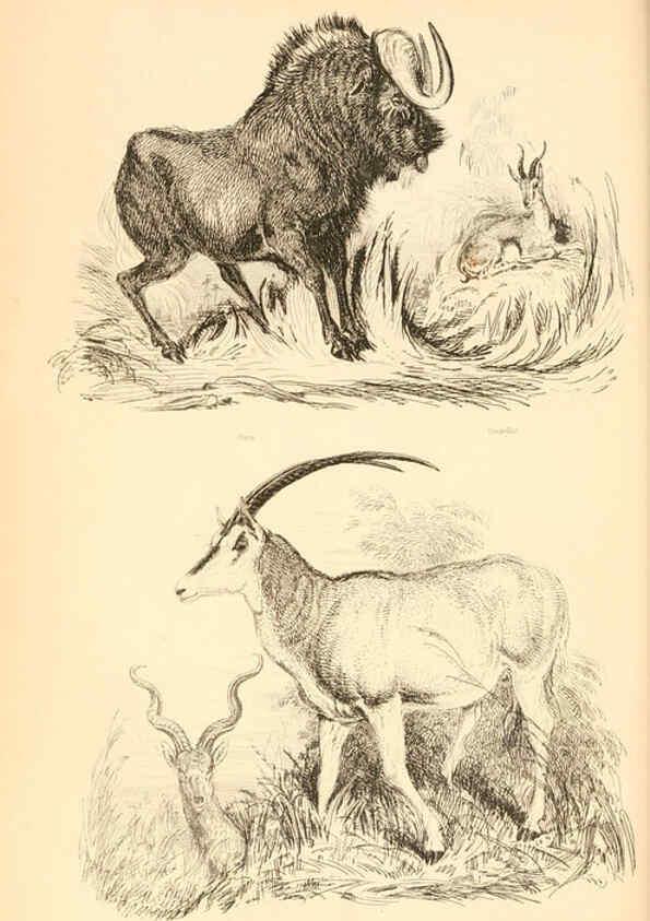 Reproducción/Reproduction 6244017880: The animal kingdom, arranged after its organization London,W. S. Orr and co.,1854