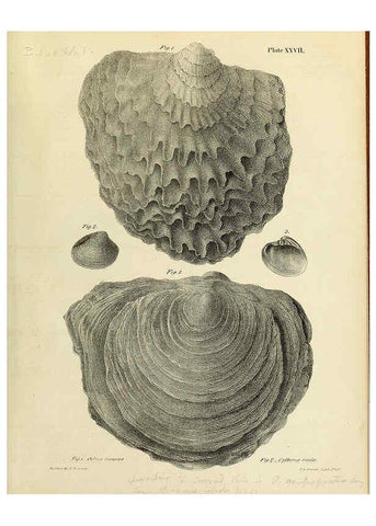Reproducción/Reproduction 6243453229: Transactions of the American Philosophical Society. v.6. Philadelphia :The Society, 1839
