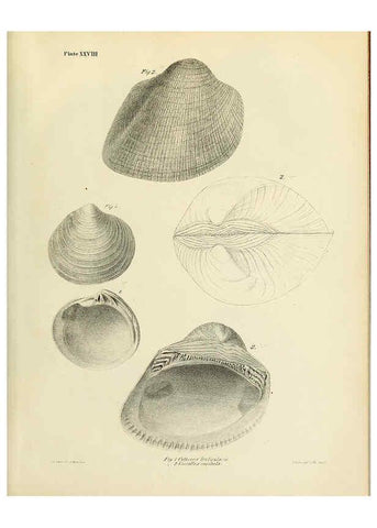 Reproducción/Reproduction 6243971250: Transactions of the American Philosophical Society. v.6. Philadelphia :The Society, 1839