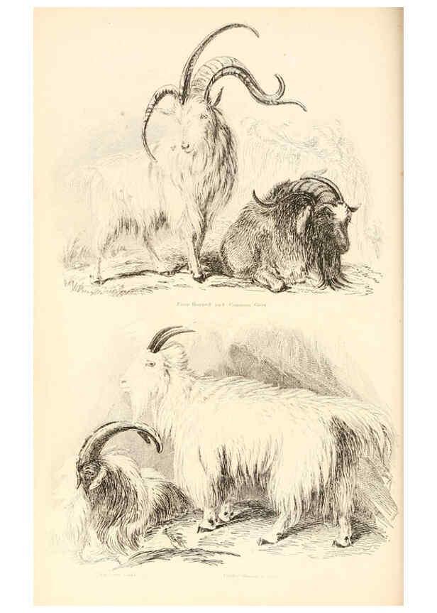 Reproducción/Reproduction 6244018056: The animal kingdom, arranged after its organization London,W. S. Orr and co.,1854