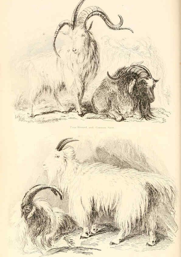 Reproducción/Reproduction 6244018056: The animal kingdom, arranged after its organization London,W. S. Orr and co.,1854