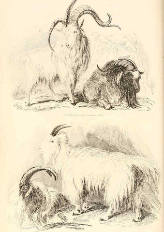 Reproducción/Reproduction 6244018056: The animal kingdom, arranged after its organization London,W. S. Orr and co.,1854