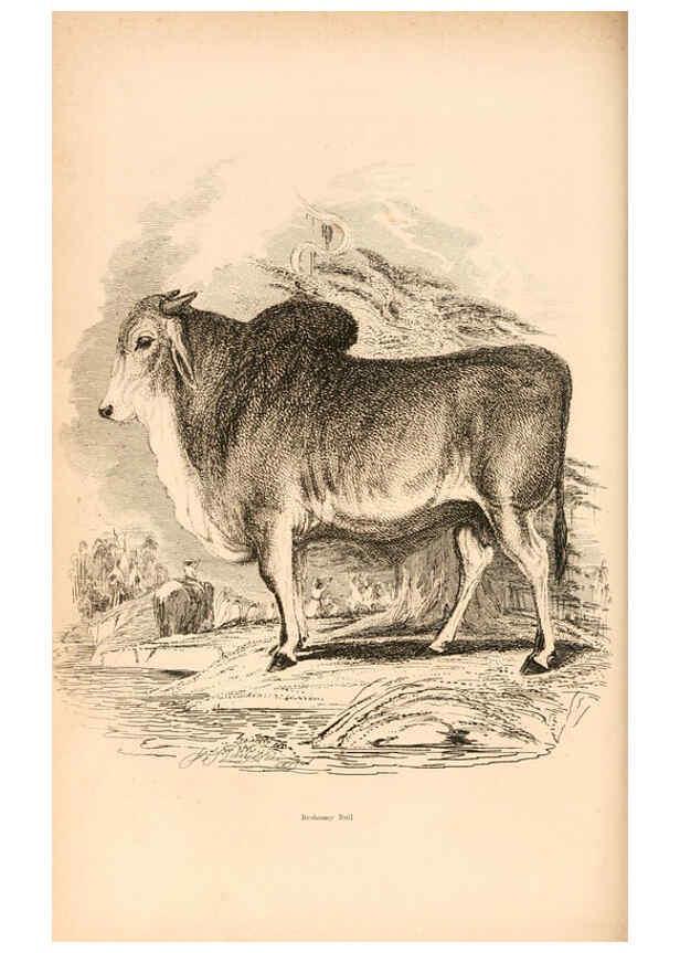 Reproducción/Reproduction 6244018714: The animal kingdom, arranged after its organization London,W. S. Orr and co.,1854