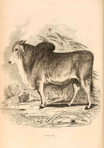 Reproducción/Reproduction 6244018714: The animal kingdom, arranged after its organization London,W. S. Orr and co.,1854