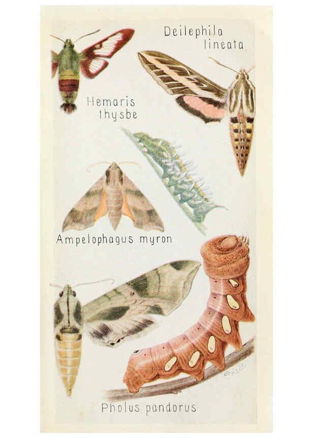 Reproducción/Reproduction 6243850655: Field book of insects New York,G.P. Putnam's sons,1918