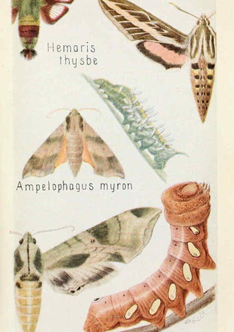 Reproducción/Reproduction 6243850655: Field book of insects New York,G.P. Putnam's sons,1918