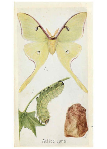Reproducción/Reproduction 6244368714: Field book of insects New York,G.P. Putnam's sons,1918