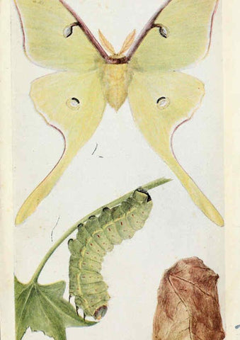 Reproducción/Reproduction 6244368714: Field book of insects New York,G.P. Putnam's sons,1918