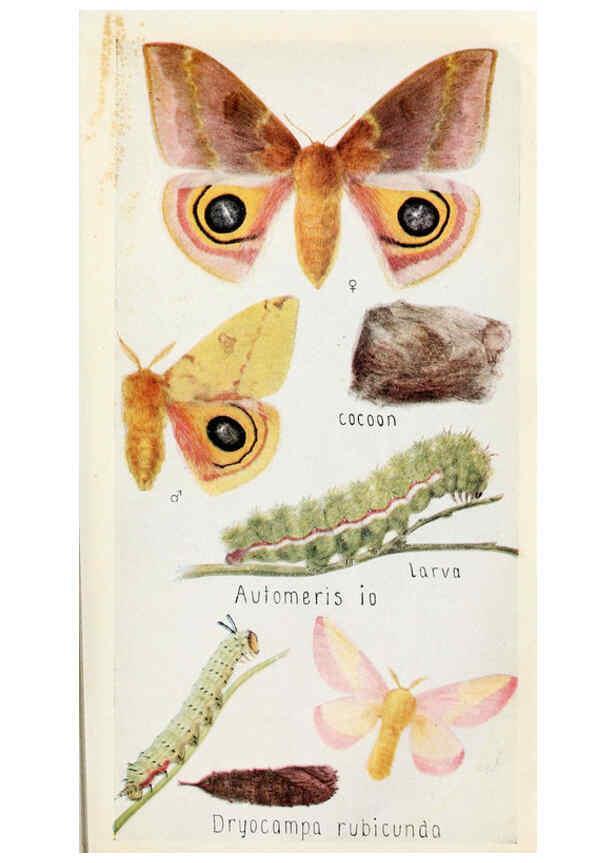 Reproducción/Reproduction 6244369090: Field book of insects New York,G.P. Putnam's sons,1918