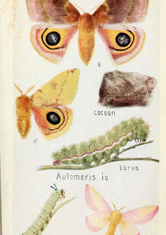 Reproducción/Reproduction 6244369090: Field book of insects New York,G.P. Putnam's sons,1918