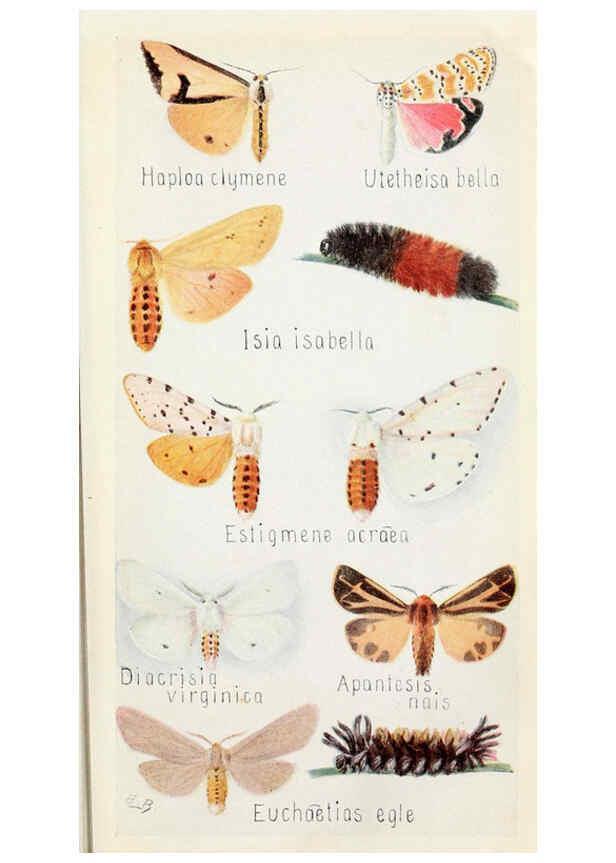 Reproducción/Reproduction 6243851463: Field book of insects New York,G.P. Putnam's sons,1918