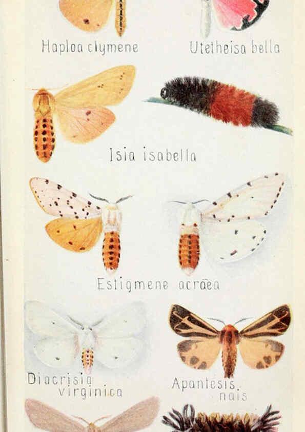Reproducción/Reproduction 6243851463: Field book of insects New York,G.P. Putnam's sons,1918