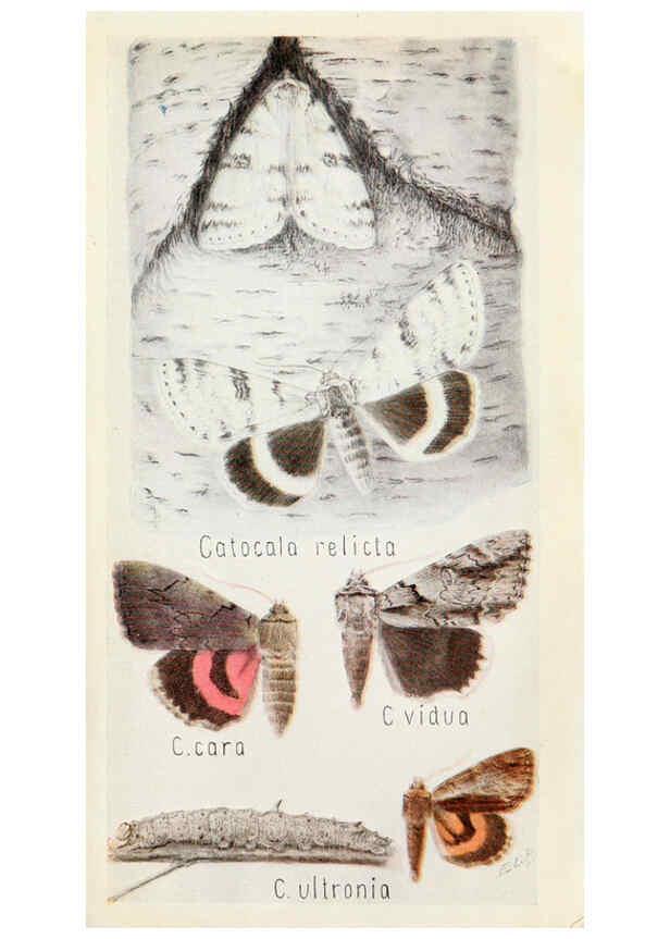Reproducción/Reproduction 6244369462: Field book of insects New York,G.P. Putnam's sons,1918