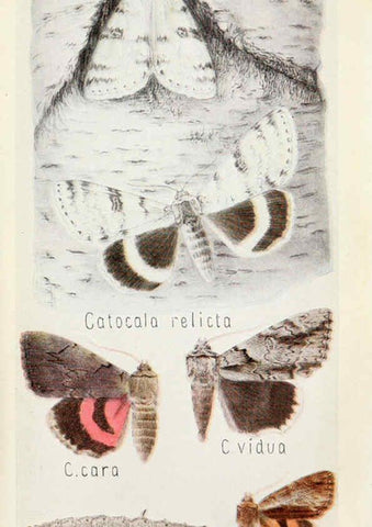 Reproducción/Reproduction 6244369462: Field book of insects New York,G.P. Putnam's sons,1918
