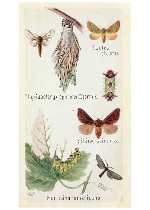 Reproducción/Reproduction 6243851995: Field book of insects New York,G.P. Putnam's sons,1918