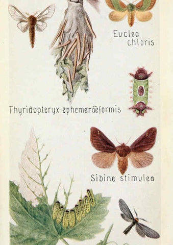 Reproducción/Reproduction 6243851995: Field book of insects New York,G.P. Putnam's sons,1918