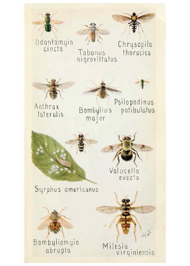 Reproducción/Reproduction 6244369942: Field book of insects New York,G.P. Putnam's sons,1918