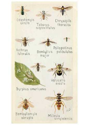 Reproducción/Reproduction 6244369942: Field book of insects New York,G.P. Putnam's sons,1918