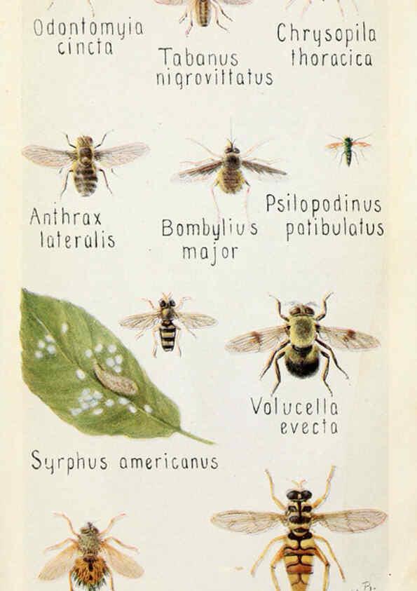 Reproducción/Reproduction 6244369942: Field book of insects New York,G.P. Putnam's sons,1918