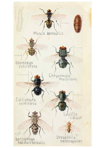 Reproducción/Reproduction 6244370204: Field book of insects New York,G.P. Putnam's sons,1918