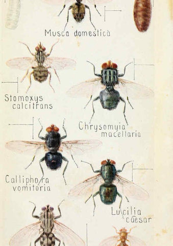 Reproducción/Reproduction 6244370204: Field book of insects New York,G.P. Putnam's sons,1918