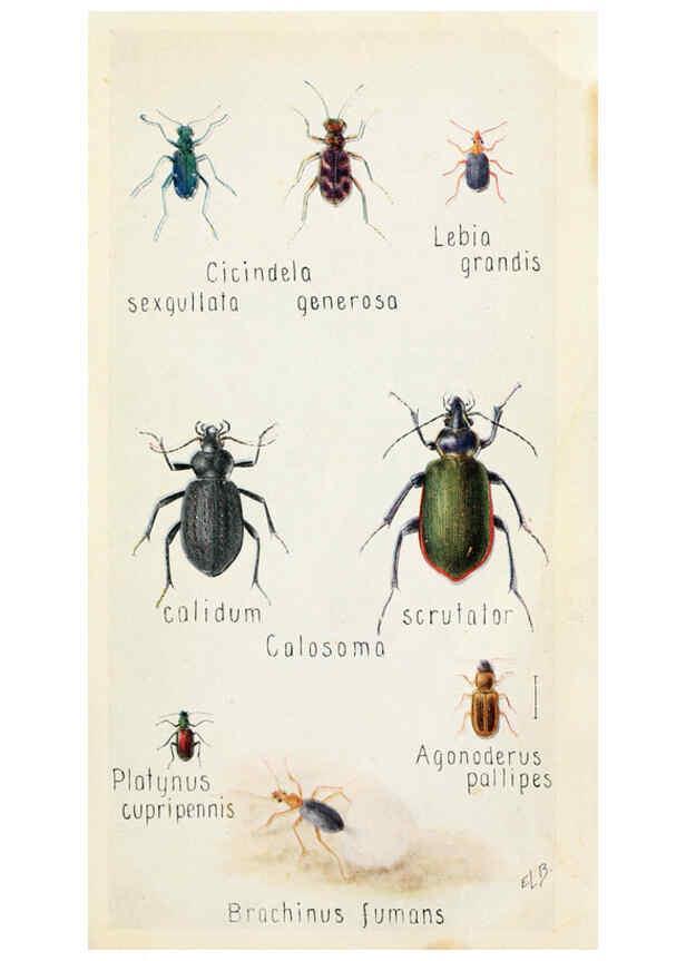 Reproducción/Reproduction 6243852951: Field book of insects New York,G.P. Putnam's sons,1918