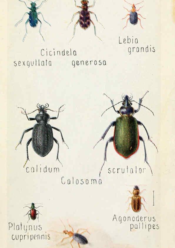 Reproducción/Reproduction 6243852951: Field book of insects New York,G.P. Putnam's sons,1918