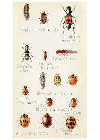 Reproducción/Reproduction 6244370848: Field book of insects New York,G.P. Putnam's sons,1918