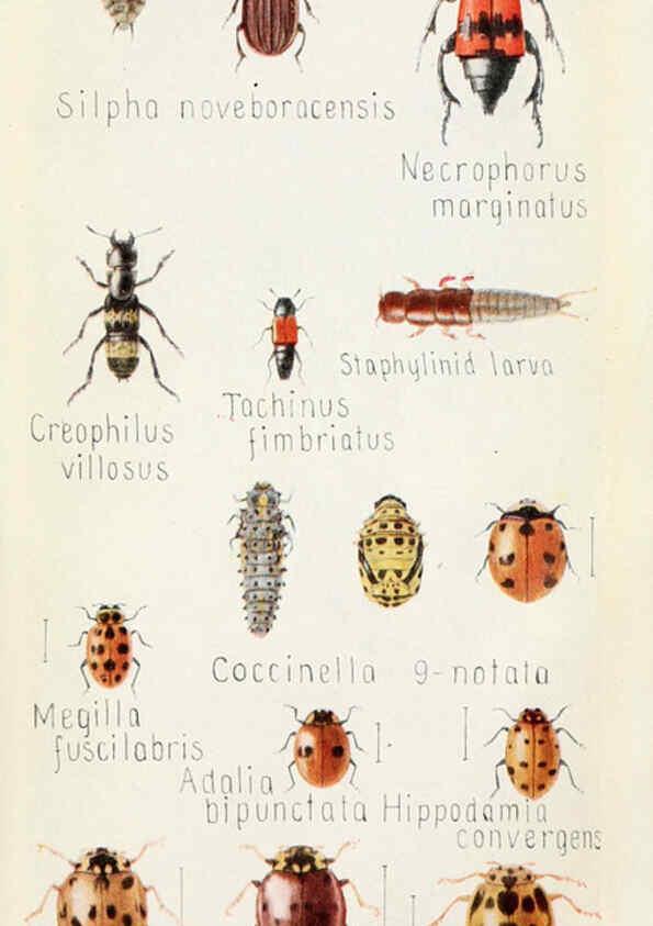 Reproducción/Reproduction 6244370848: Field book of insects New York,G.P. Putnam's sons,1918