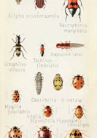 Reproducción/Reproduction 6244370848: Field book of insects New York,G.P. Putnam's sons,1918