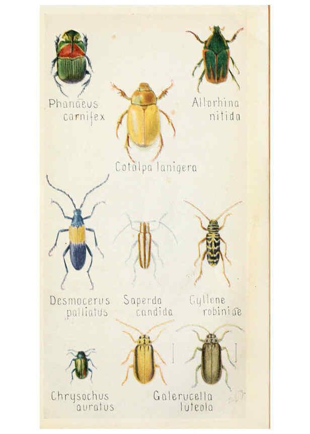 Reproducción/Reproduction 6243853393: Field book of insects New York,G.P. Putnam's sons,1918