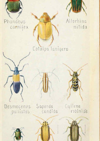 Reproducción/Reproduction 6243853393: Field book of insects New York,G.P. Putnam's sons,1918