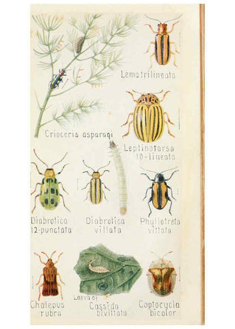 Reproducción/Reproduction 6243853689: Field book of insects New York,G.P. Putnam's sons,1918