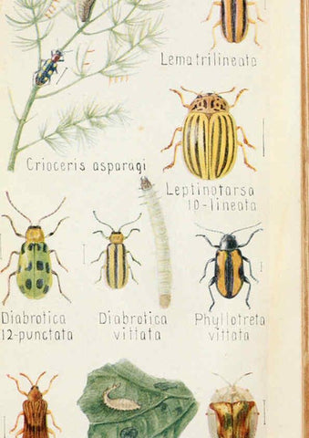 Reproducción/Reproduction 6243853689: Field book of insects New York,G.P. Putnam's sons,1918