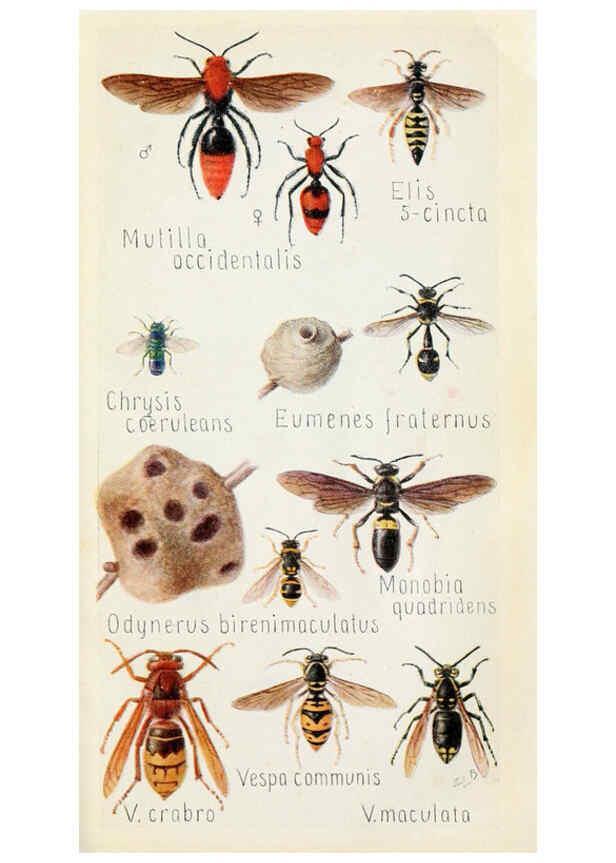 Reproducción/Reproduction 6244371650: Field book of insects New York,G.P. Putnam's sons,1918