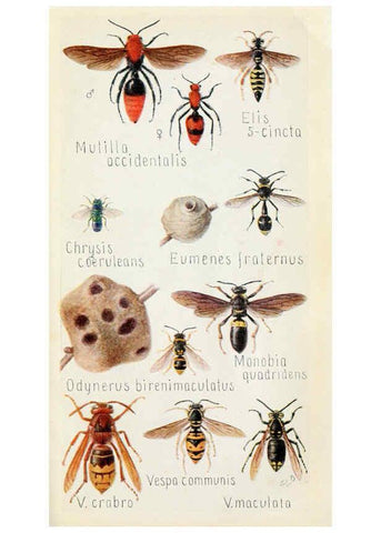 Reproducción/Reproduction 6244371650: Field book of insects New York,G.P. Putnam's sons,1918
