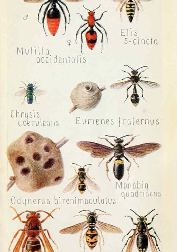 Reproducción/Reproduction 6244371650: Field book of insects New York,G.P. Putnam's sons,1918