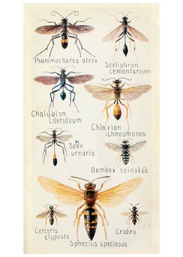 Reproducción/Reproduction 6243854187: Field book of insects New York,G.P. Putnam's sons,1918