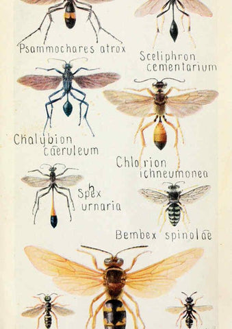 Reproducción/Reproduction 6243854187: Field book of insects New York,G.P. Putnam's sons,1918