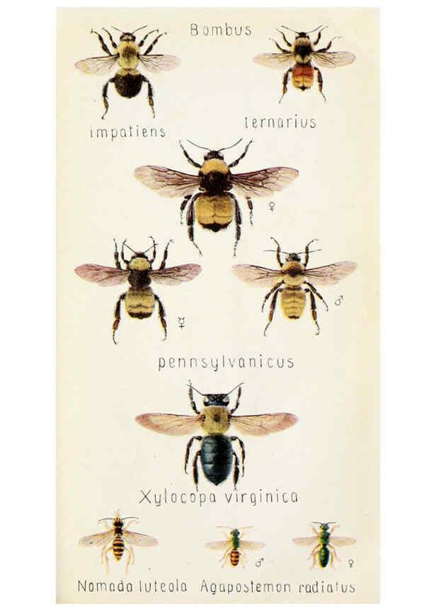 Reproducción/Reproduction 6244372156: Field book of insects New York,G.P. Putnam's sons,1918
