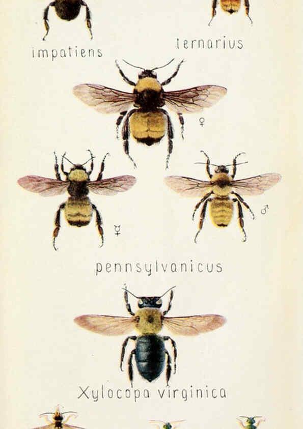 Reproducción/Reproduction 6244372156: Field book of insects New York,G.P. Putnam's sons,1918