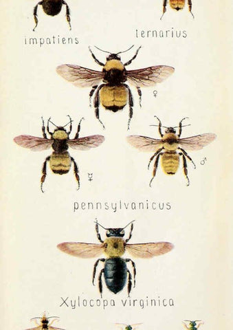 Reproducción/Reproduction 6244372156: Field book of insects New York,G.P. Putnam's sons,1918