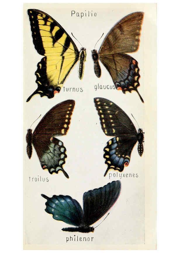 Reproducción/Reproduction 6244368048: Field book of insects New York,G.P. Putnam's sons,1918
