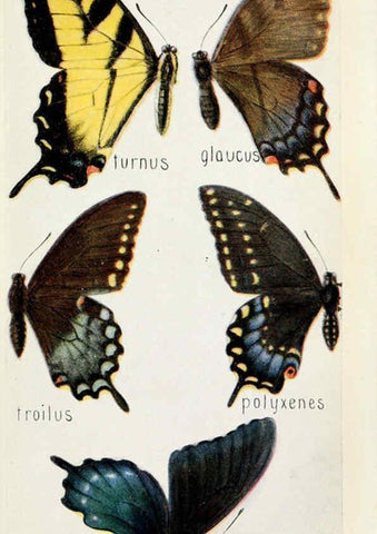 Reproducción/Reproduction 6244368048: Field book of insects New York,G.P. Putnam's sons,1918